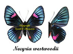 Necyria westwoodi - Image 2