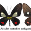 Parides erithalion callegarii - Image 2