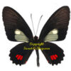 Parides erithalion callegarii