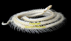 Bungarus candidus ( squelette enroulé )
