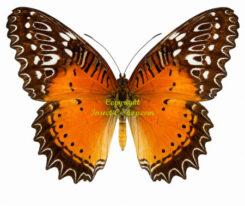 Cethosia biblis ssp. ceramensis