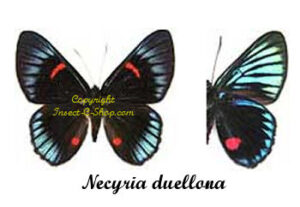 Necyria duellona - Image 2