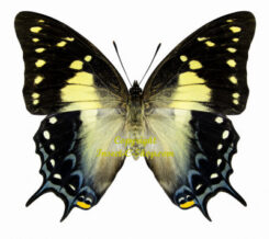 Polyura pyrrhus pyrrhus