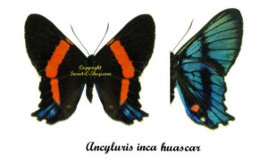 Ancyluris inca huascar - Image 2