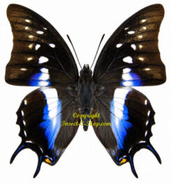 Polyura
