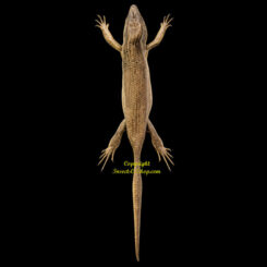 Eutropis multifasciata