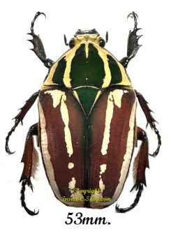 Mecynorhina torquata ugandensis ( reared )