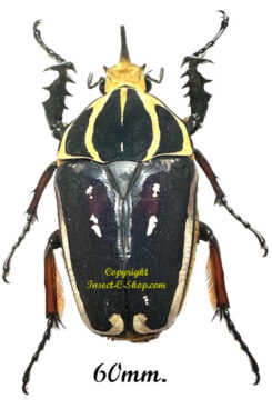 Mecynorhina torquata ugandensis ( reared )