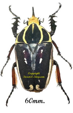 Mecynorhina torquata ugandensis ( reared )