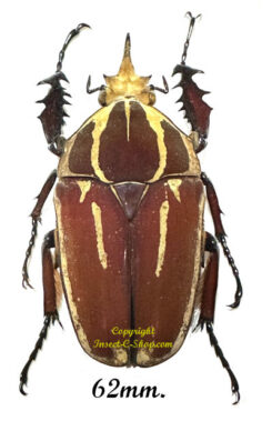 Mecynorhina torquata ugandensis ( reared )