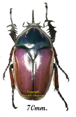 Mecynorhina torquata ugandensis ( reared )