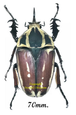 Mecynorhina torquata ugandensis ( reared )