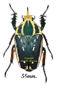 Mecynorhina torquata ugandensis ( reared )