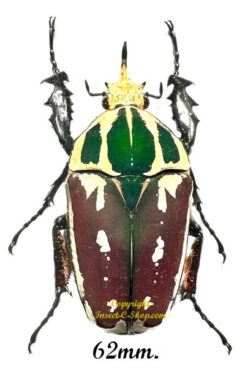 Mecynorhina torquata ugandensis ( reared )