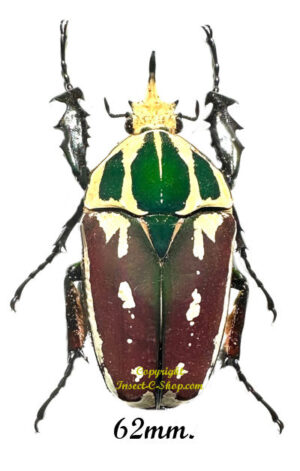 Mecynorhina torquata ugandensis ( reared )