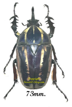 Mecynorhina torquata ugandensis ( reared )