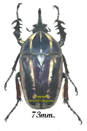 Mecynorhina torquata ugandensis ( reared )