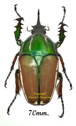 Mecynorhina torquata ugandensis ( reared )