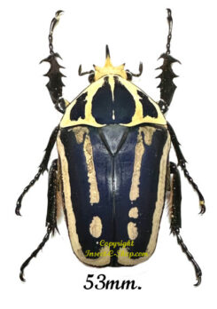 Mecynorhina torquata ugandensis ( reared )