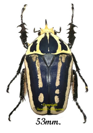 Mecynorhina torquata ugandensis ( élevage )