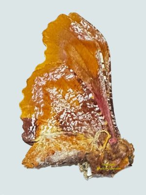 Micragone martinae - female rare