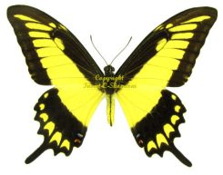 Papilio astyalus phanais