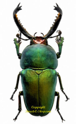 Lamprima adolphinae