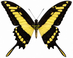 Papilio ( Heraclides ) thoas cinyras