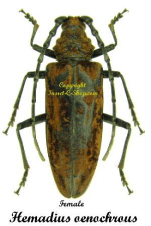 Hemadius oenochrous