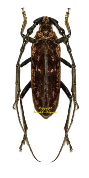 Hemadius oenochrous