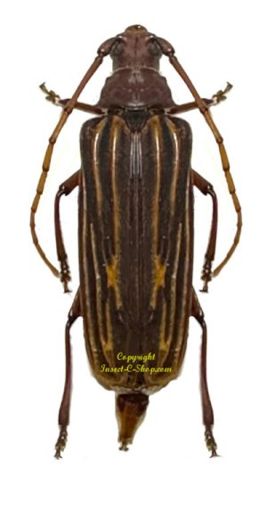 Nepiodes costipennis