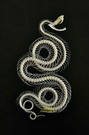 Trimeresurus albolabris NEW ( double rolling curved skeleton )