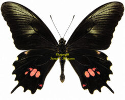 Papilio isodorus