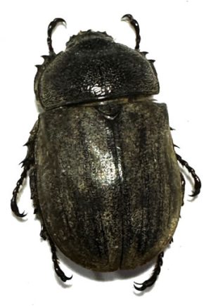 Allomyrina pfeifferi