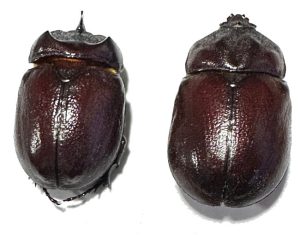 Blabephorus pinguis