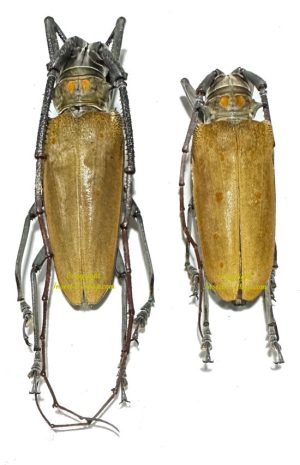 Batocera numitor ferruginea