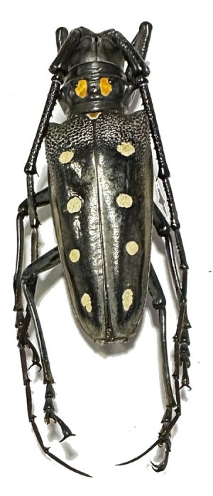 Batocera parryi