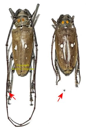 Batocera rubus immaculipennis