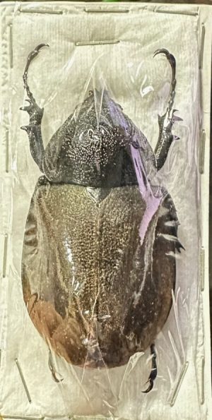 Chalcosoma mollenkampi