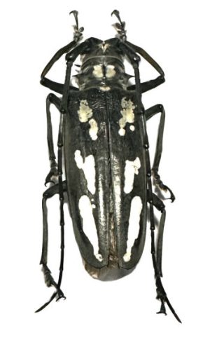 Batocera ushijimai