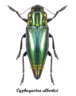 Cyphogastra albertisi