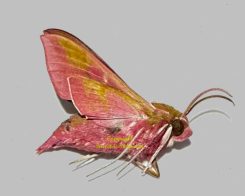 Deilephila elpenor elpenor