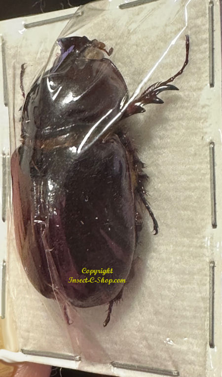 Dipelicus triangularis - Insect collector's shop | Collectionneur d ...