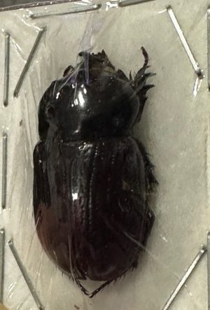 Papuana oryctoides