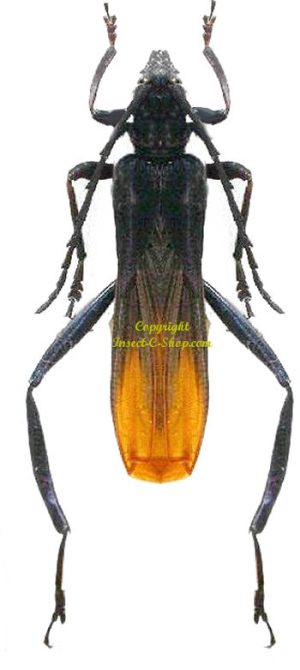 Scalenus hemipterus