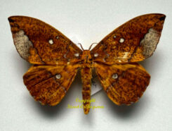 Eacles penelope ( étalé )