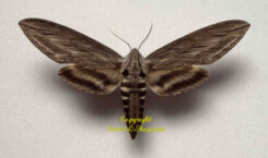 Sphinx chersis ( étalé )