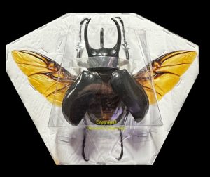 Chalcosoma chiron janssensi  ( spread )