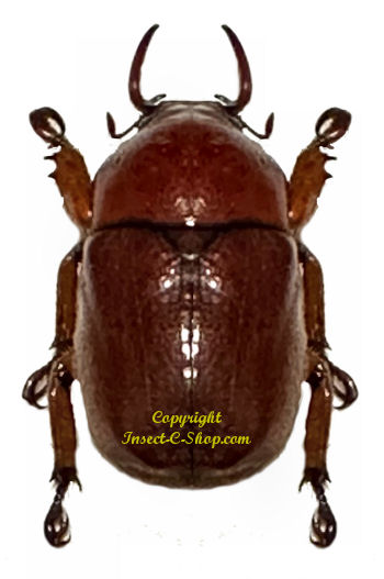 Didrepanephorus lao - Insect collector's shop | Collectionneur d'insectes