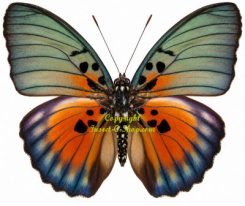 Euphaedra edwardsi